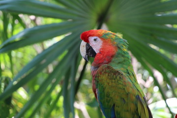 red and green macaw