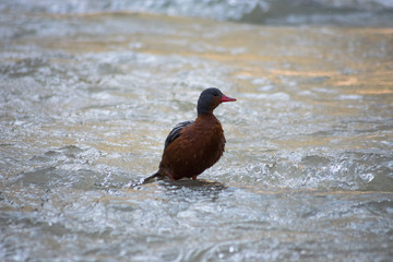 pato cortacorrientes hembra