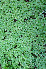 Green plants in Korean bog