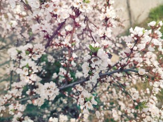 the background of the many Apple flowers. flowering tree