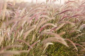 Fluffy lagurus ovatus bunny tail grass growing in flowerbed