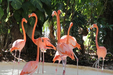 flamingos in the zoo