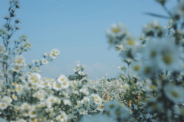 white flowers on blue sky
