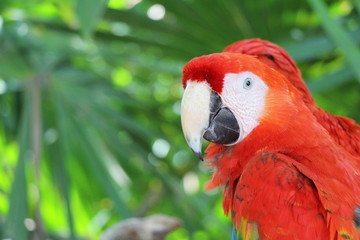red parrot