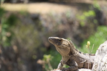 iguana on a rock