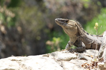 iguana on the rock