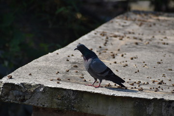 pigeon on the beach