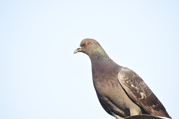 pigeon on a branch