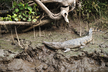 Daintree river, Australia: Crocodile resting on a muddy shore of a river under the tree, close-up