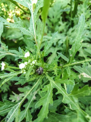 Two insects with black stripe playing with each other 
