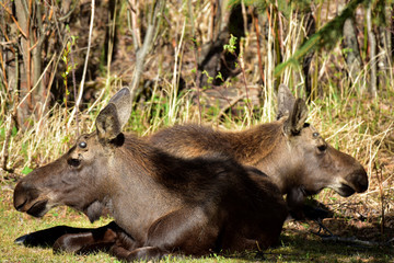 Twin Alaska bull moose (Alces alces gigas) rest in a yard 