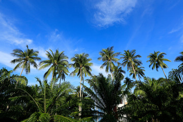 Fototapeta na wymiar Blue Sky With Some Coconat Tree
