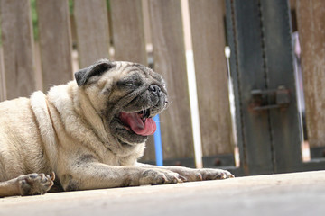 Pug dog yawning. Bored or tired. Locked gate at the background.
