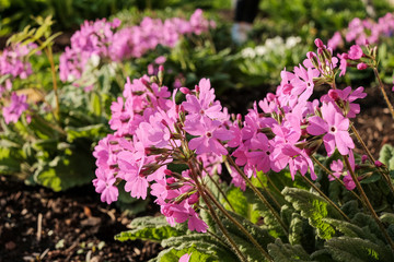 Fototapeta premium Close-up on a blooming primula, primrose plant with pink small flowers in the flowerbed in spring.
