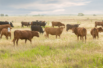 Naklejka na ściany i meble Cows in pasture after their calves were weaned three days ago on the beef cattle ranch