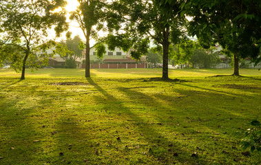 Beautiful green park with trees. Sun rays and flares.