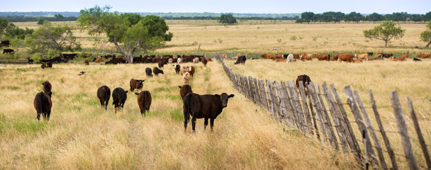 Weaning calves on the beef cattle ranch.  Calves are in the left pasture and cows are in the...