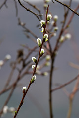 Fresh leaves and buds burst forth in spring