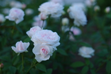 バラの花