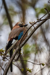 A colorful Eurasian jay sits on a thick oak branch. A jay looks alert and looks at the camera. Natural blurred background of bright green foliage. Wild nature. Early spring. Close-up.