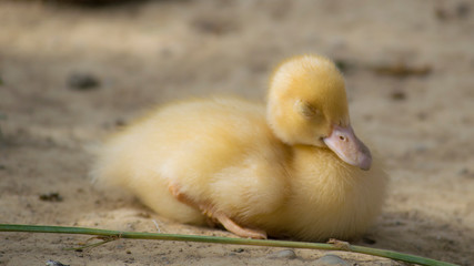 sleeping duck
