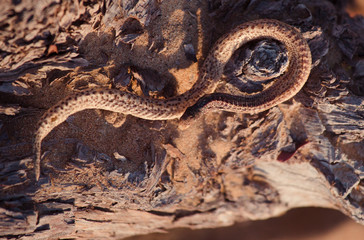 snake on a dry tree. close up and selective focus side view of rat snake on head, the snake crawls on the dry twigs, reptiles on the tree branches.