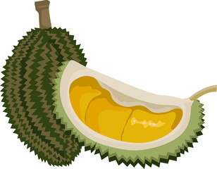 durian on flatt illustration isolated by white background
