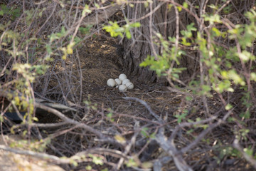 Naklejka na ściany i meble nest of plain quail with eggs
