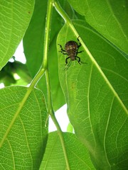 Insect collecting food from plant 