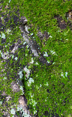 Tree with moss of the park 