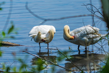 zwei Schwäne putzen sich