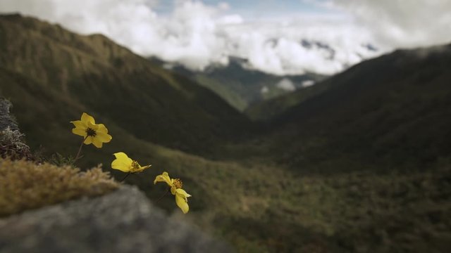 Yellow flowers and mountains in Cusco, Peru