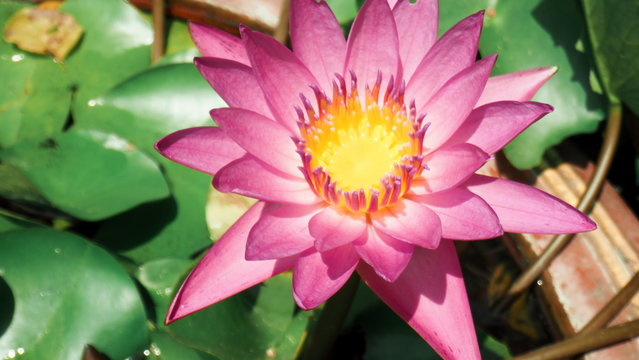 Lotus Flower With Leaf Of Lotus In Pond. Flowers Macro Concept