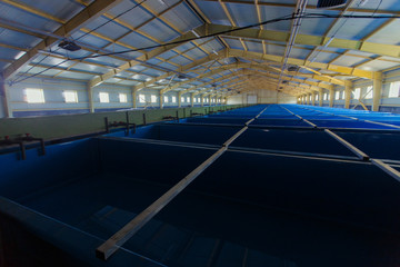 Fish-breeding factory in the Far East of Russia. Huge workshop with tanks for breeding Far Eastern chum salmon in the Primorsky region