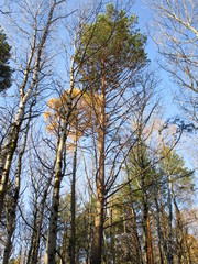 tree trunks in autumn against the blue sky