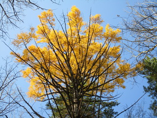 autumn tree in the park
