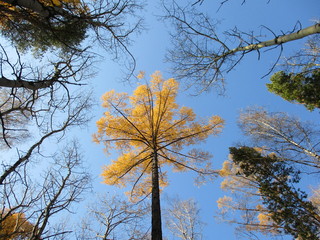 autumn tree against blue sky