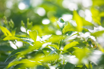 Abstract Nature Background of a Garden Hedge.
