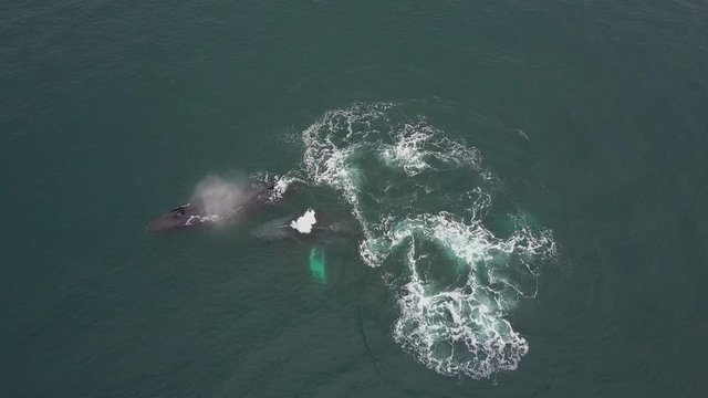 Humpback Whale Watching off Isla Conadora, Las Perlas Panama