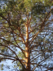 the pine tree on sky background