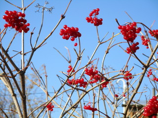 red berries of viburnum on a background of blue sky