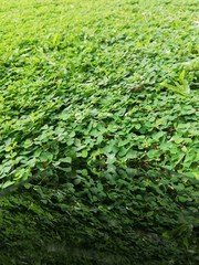 Obraz premium green grass background