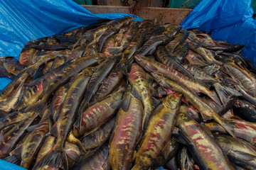 Fototapeta premium Fish hatchery. The dead Far Eastern chum salmon lies in a large heap on the street next to the red caviar pickup trailer.
