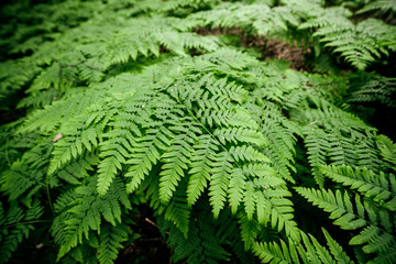 Naklejka na ściany i meble Vivid green texture of lush fern thickets. Beautiful nature background with many fern leaves close-up. Full frame of chaotic wild ferns. Scenic backdrop of rich flora. Chaos of dense ferns thickets.