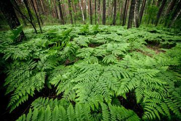 Dense fern thickets close-up. Beautiful nature background with many ferns in scenic forest. Rich greenery among trees. Chaotic wild ferns in forest thicket. Vivid green texture of lush fern leaves.