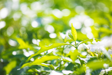 Abstract Nature Background of a Garden Hedge.