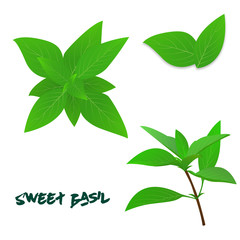 Sweet Basil , Green Leaves and branches vector isolated on white background