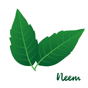 Neem Green Leaves and branches vector isolated on white background