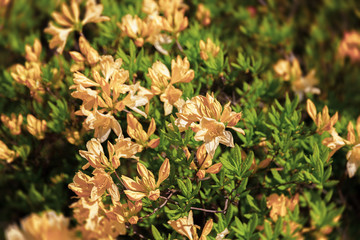 yellow flowers of azalea