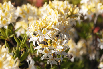 yellow flowers of azalea